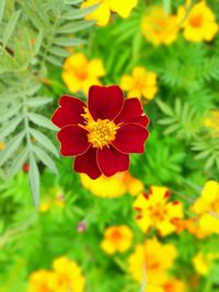 Close-up of yellow flower