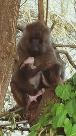 Animal on tree trunk in forest