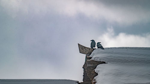 Low angle view of crow on the roof against sky