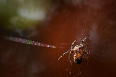 Close-up of spider on web