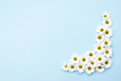 Pattern of fresh chamomile flowers on table. copy space on blue