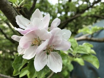 Close-up of white cherry blossom