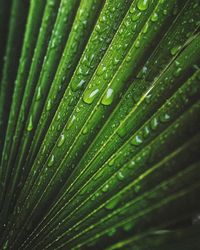 Full frame shot of wet leaves