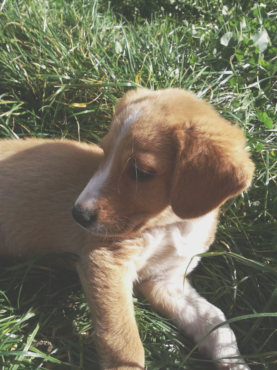 mammal, animal themes, domestic animals, one animal, pets, dog, animal head, grass, brown, no people, close-up, relaxation, day, outdoors, sunlight, nature, plant, animal, field, growth