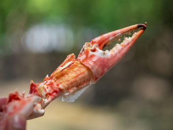 Close-up of hand holding crab. crab meat