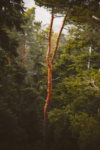 Low angle view of trees in forest