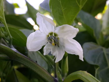 Close-up of insect on plant