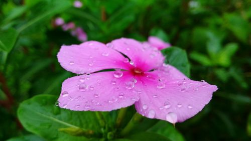 Close-up of wet pink flower