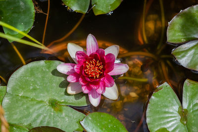 Close-up of pink lotus water lily in pond