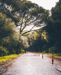 Empty road along trees