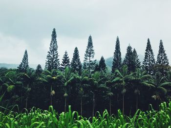 Close-up of fresh green plants on field against sky