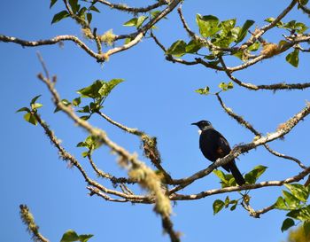 Low angle view of tui bird perching on tree against sky