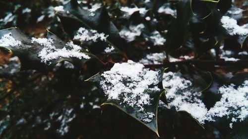 Close-up of frozen leaves during winter