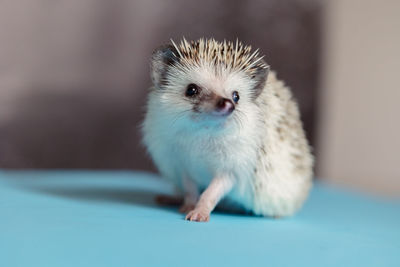 Cute hedgehog. portrait of pretty curious muzzle of animal. favorite pets. atelerix, african 