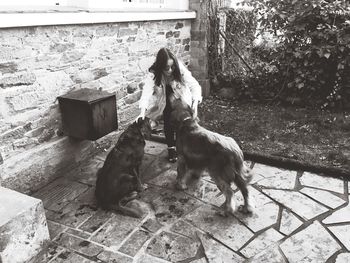 Dogs sitting outdoors