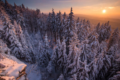 Snow covered trees against sky during sunset