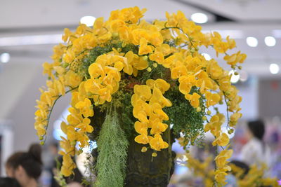 Close-up of yellow flowering plant