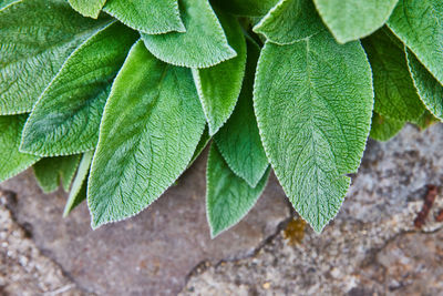 Close-up of plant