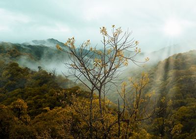 Plants and trees against sky during foggy weather