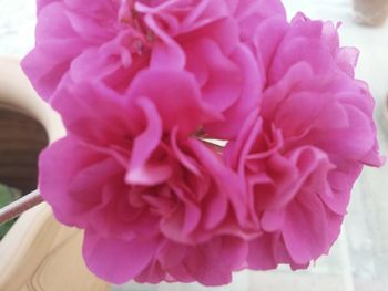 Close-up of pink rose