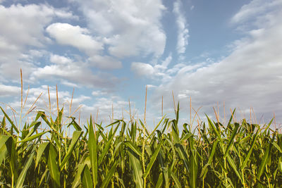 Plants growing on field against sky