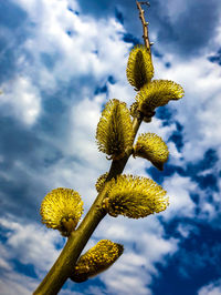 Low angle view of flowering plant against cloudy sky