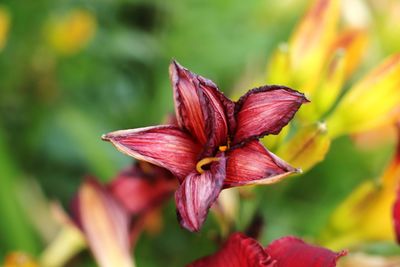 Close-up of red flowering plant