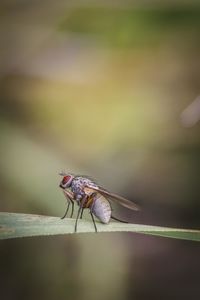 Close-up of housefly