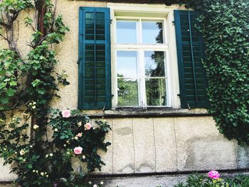 Flowers on window of building