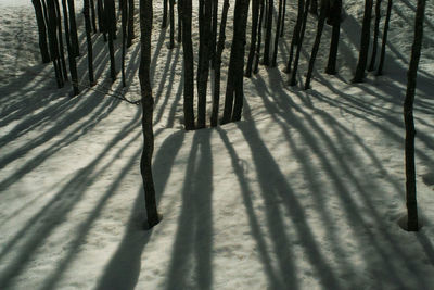 Shadow of tree on snow covered field