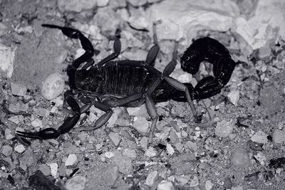 Scorpion just black and white