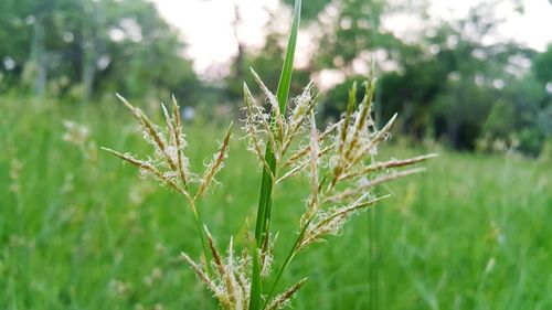 Close-up of wheat growing on field