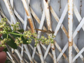 Close-up of insect on plant