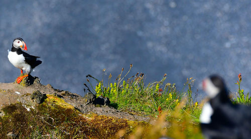 Puffins perching on cliff looking at each other