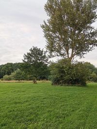 Trees on field against sky