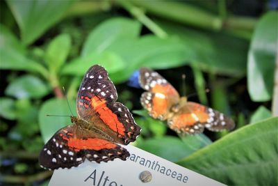 Close-up of butterfly on plant