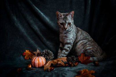 Cat looking away while sitting on a flower