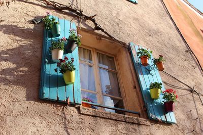 Low angle view of potted plants outside house