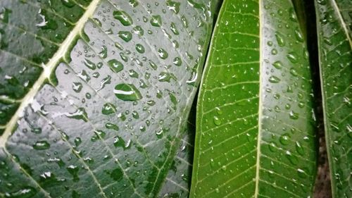 Full frame shot of wet leaves