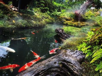 View of fish swimming in lake