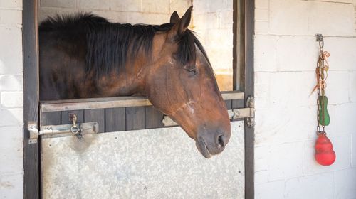 Horse in stable