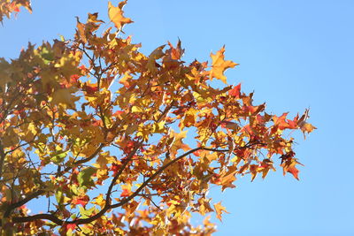 Low angle view of maple tree against sky