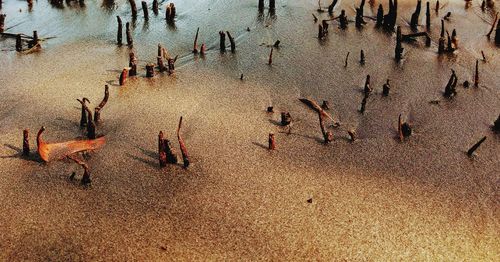 High angle view of group of people on beach