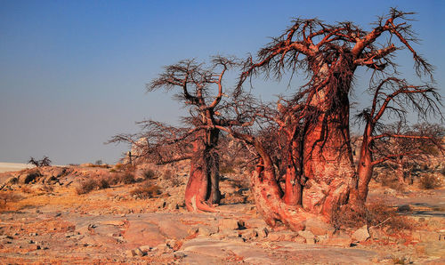 Baobab tree in the savannah of etosha national park