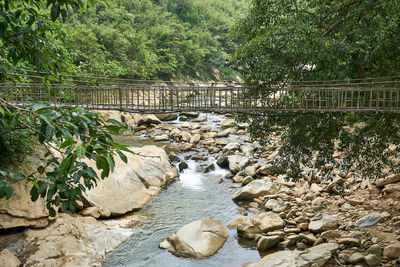 Plants growing on rocks by river in forest