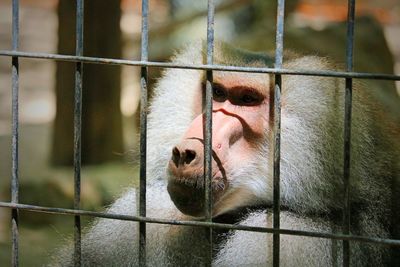 Close-up of monkey in cage