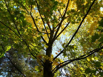 Low angle view of tree in forest