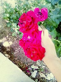 Low section of woman with pink flowers