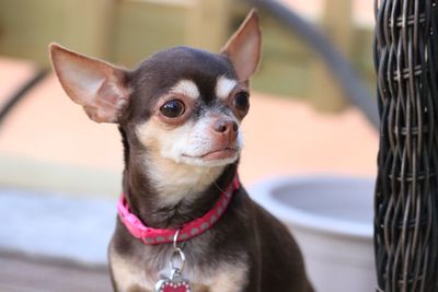 Close-up portrait of a dog