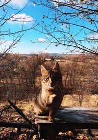 Cat sitting on branch against bare tree